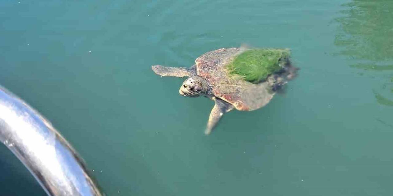 Edremit Sahillerinde Caretta Caretta Görüntülendi