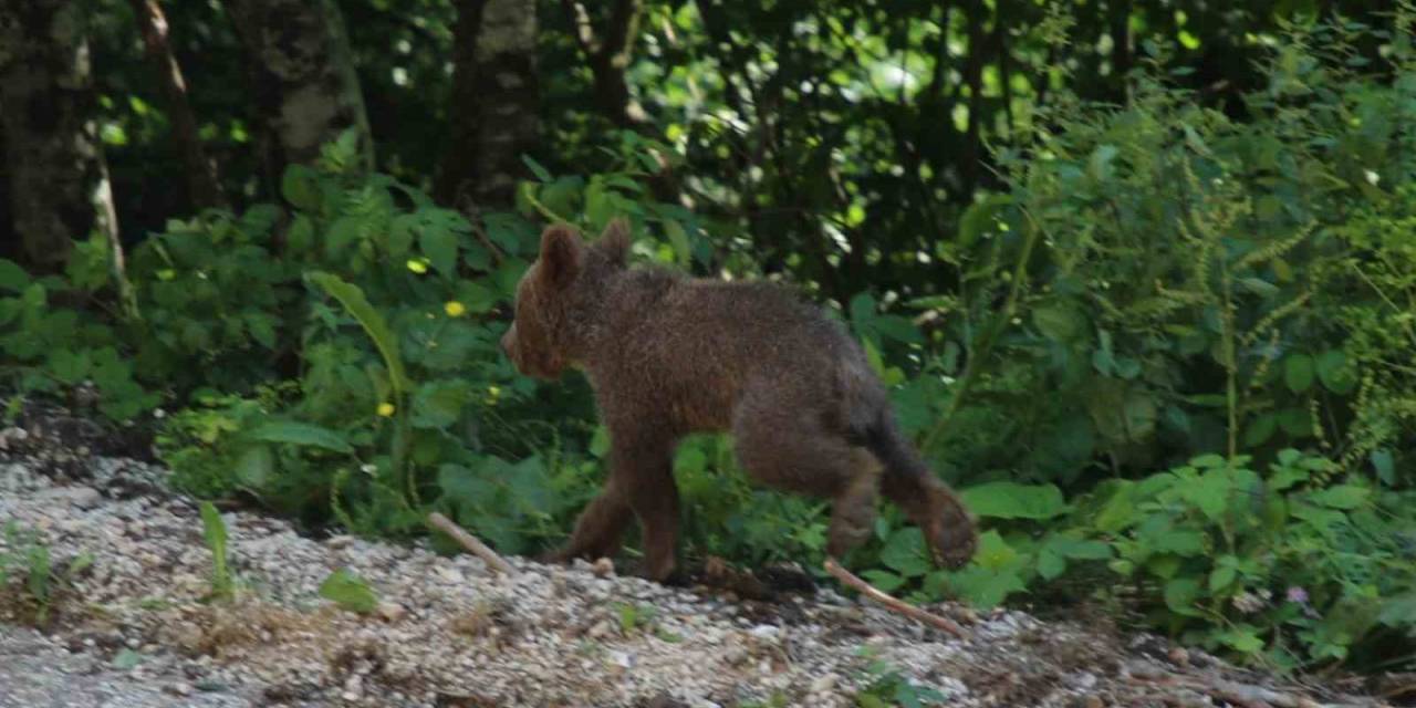 Tedavisi Tamamlanan Yavru Ayı "tuti" Doğaya Salındı