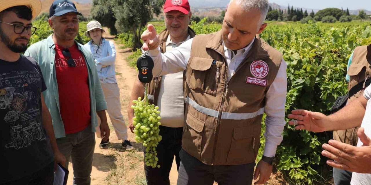 Manisa’da Sultani Üzümde Rekolte Belirleniyor