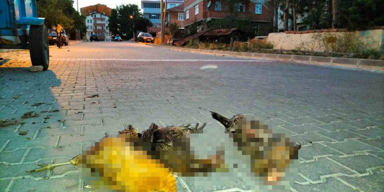 Başıboş Sokak Köpekleri, Bahçedeki Kuzuları Ve Kümesteki Tavukları Öldürdü