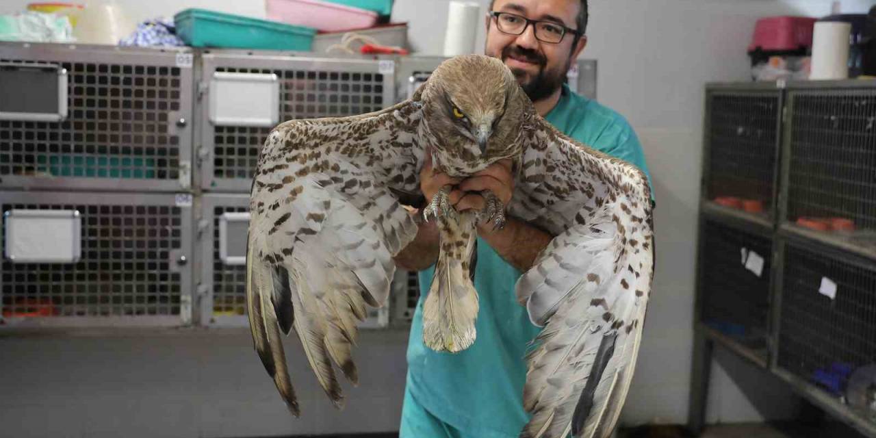 Yaralı Halde Bulunan Yabani Hayvanlara Denizli Büyükşehir Belediyesi Sahip Çıktı