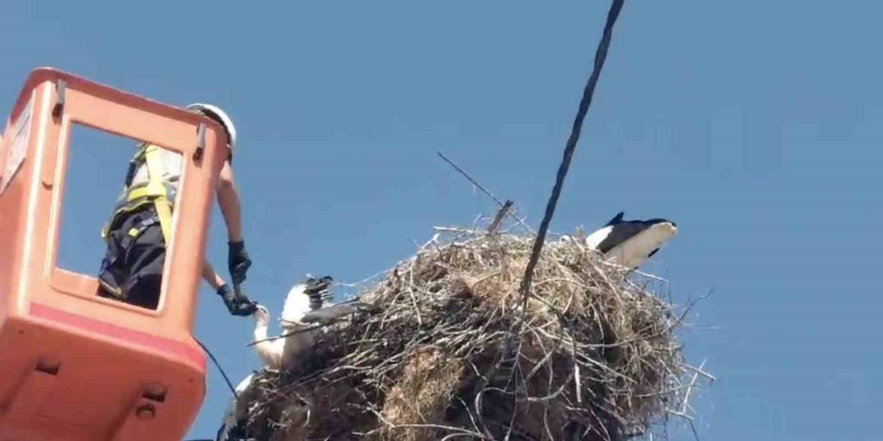 Ayağına İp Dolanan Leylek Yavrusu Kurtarıldı