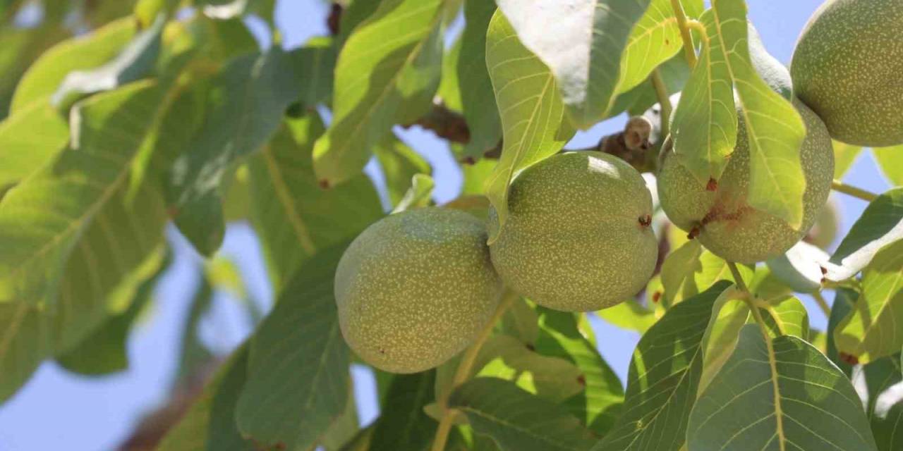 Cevizin Rekoltesinde Kayıp Yok