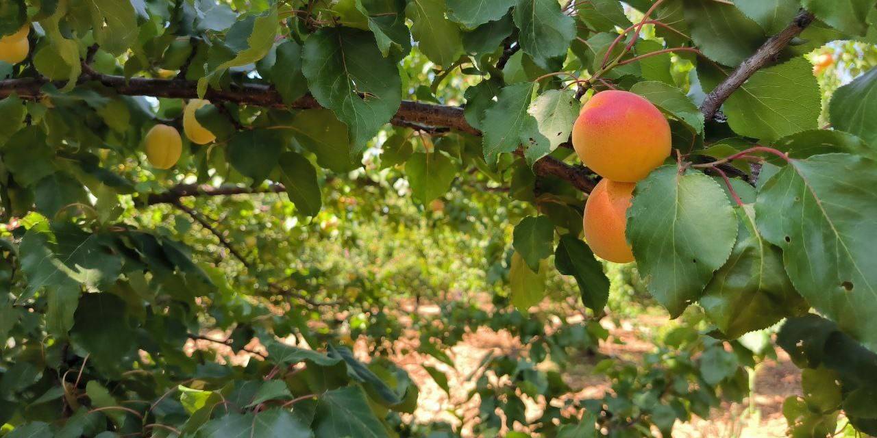 Malatya’da Kayısı Hasadı Sürüyor