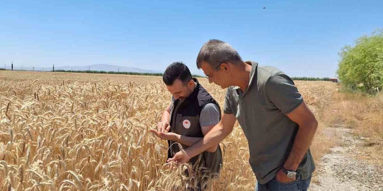 Tohum Yetiştirilen Alanlar Kontrol Edildi