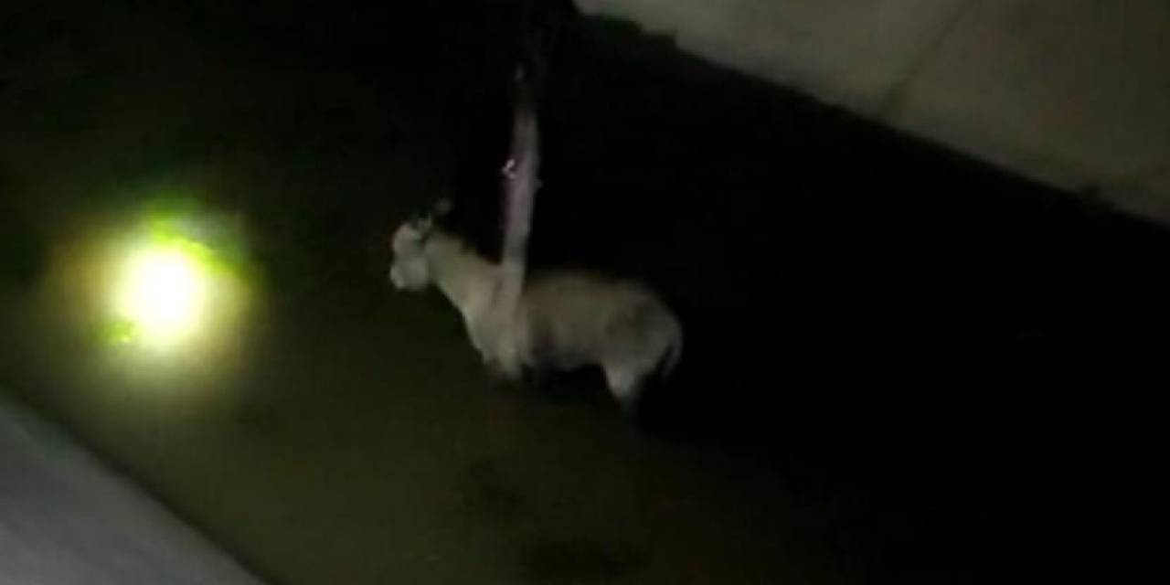 Diyarbakır’da Mazgala Sıkışan Köpek Ve Sulama Kanılan Düşen Eşek Kurtarıldı