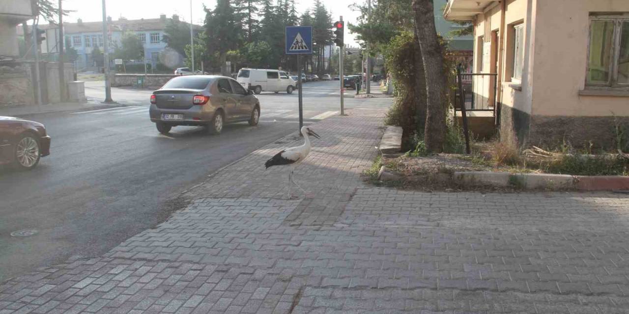 Cadde Ortasında Yürüyen Leylek Görenleri Şaşkına Çevirdi