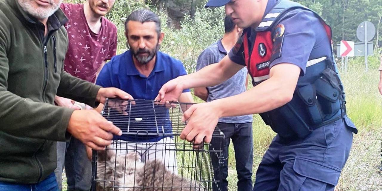 Yaralı Ayı Yavrusuna Jandarma Sahip Çıktı