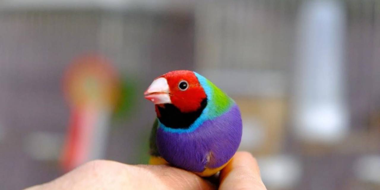 Erzincan’da Kiraladığı Dairede Dünyaca Ünlü Egzotik Kuşları Yetiştiriliyor