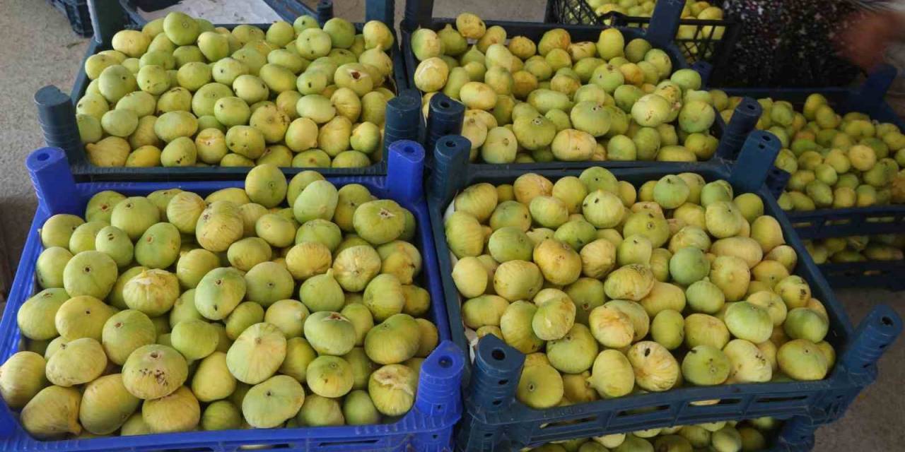 Mersin’in Beyaz Altını İncirde Hasat Başladı
