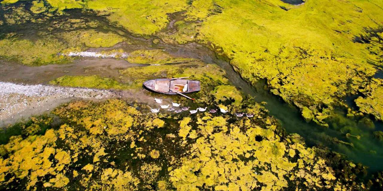 Seyhan Nehri Can Çekişiyor: Yosunlar Nehri İstila Etti, Otlar İnsan Boyuna Yaklaştı