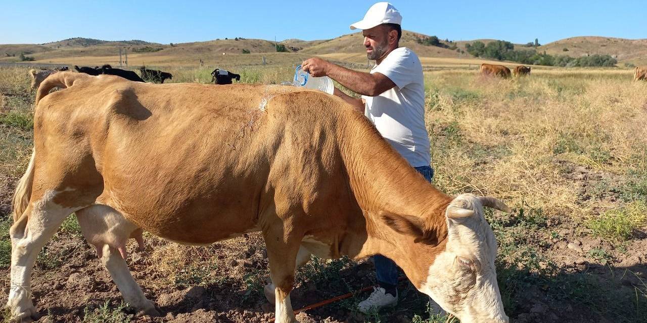 Çobanlar Sıcaktan Bunalan Hayvanları, Pet Şişelerle Su Dökerek Serinletiyor