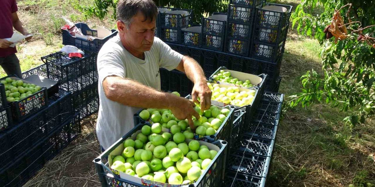 Bayramiç Beyazı Üreticinin Yüzünü Güldürdü