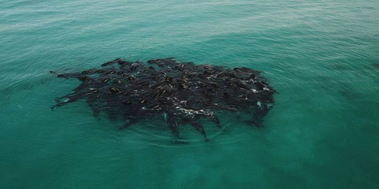 Avusturalya’da 51 Pilot Balina Kıyıya Vurdu