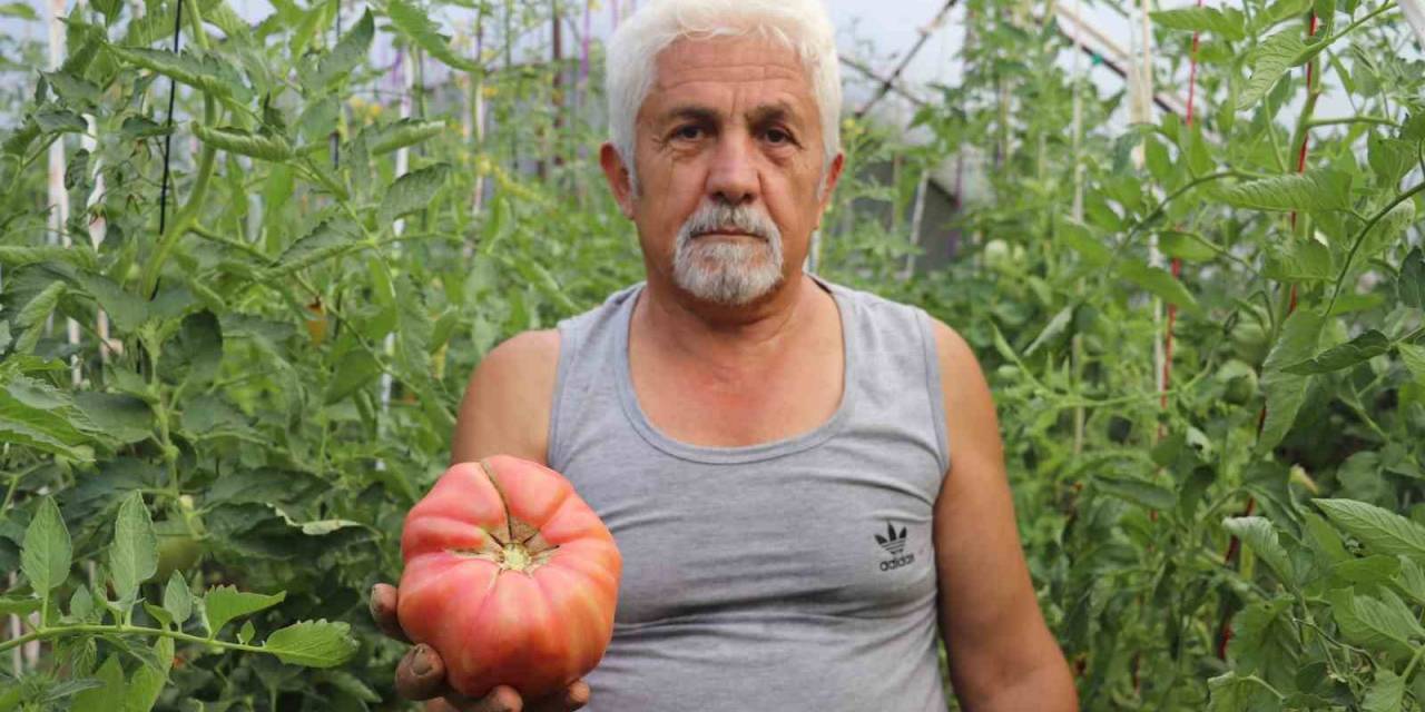 Kimsenin Kullanmadığı Tohumları Kullandı, Aldığı Sonuç Hayrete Düşürdü