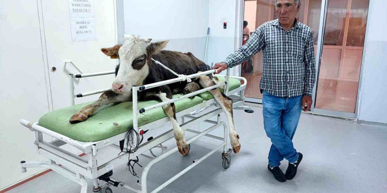 Ayağı Kırılan Dana, Plak Sayesinde Yeniden Ayaklanacak