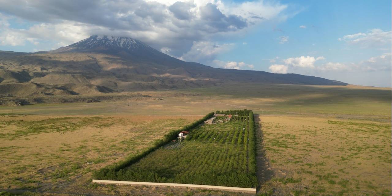Ağrı Dağı Eteklerindeki Meyve Bahçesi İlgi Odağı Oluyor