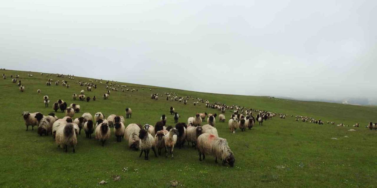 Mera Islah Projesi Yüz Güldürdü