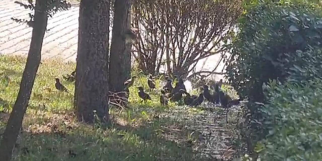 İnegöl’de Kuşlar Böyle Serinledi