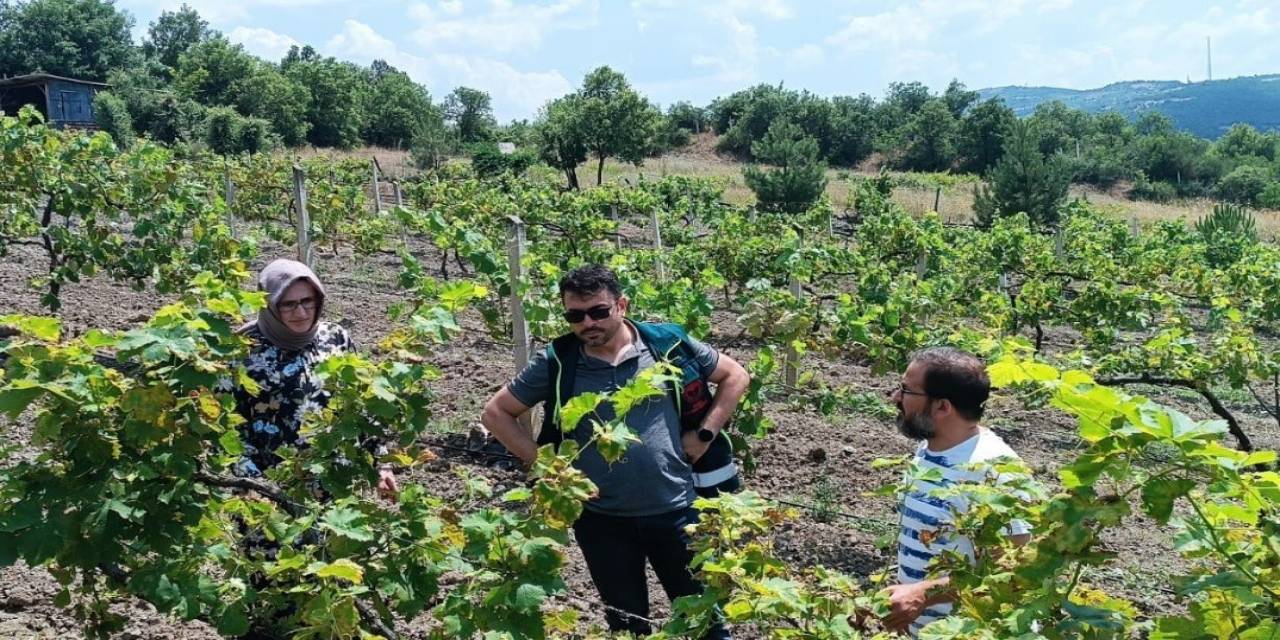 Tavşanlı İlçesinde Hastalık Ve Zararlı Kontrolü Yapıldı