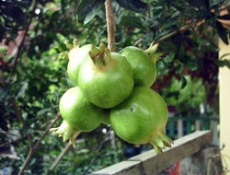 Kalp hastalığına keten tohumu!