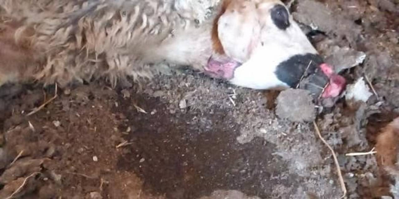 Nevşehir’de Aç Kalan Kurtlar Koyunlara Saldırdı