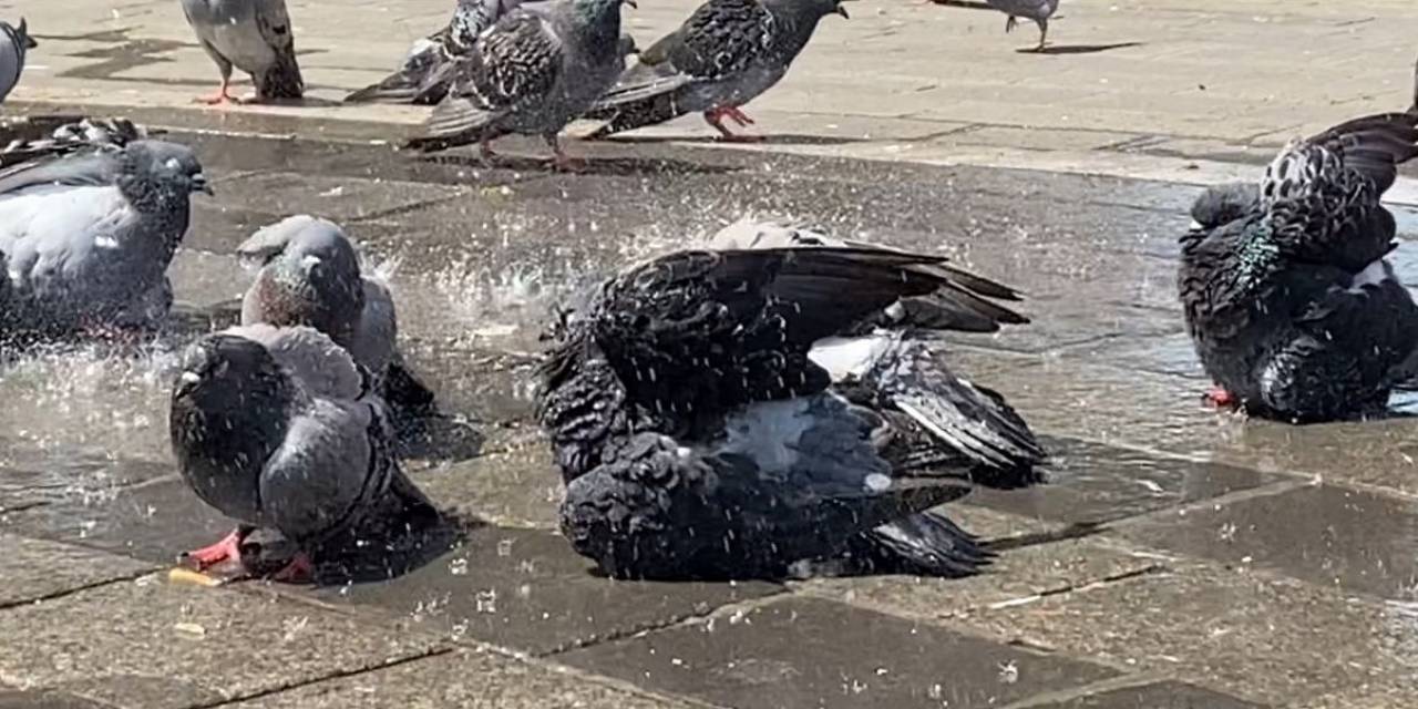 Bursa’da Güvercinler Kanatlarını Açıp Böyle Serinledi