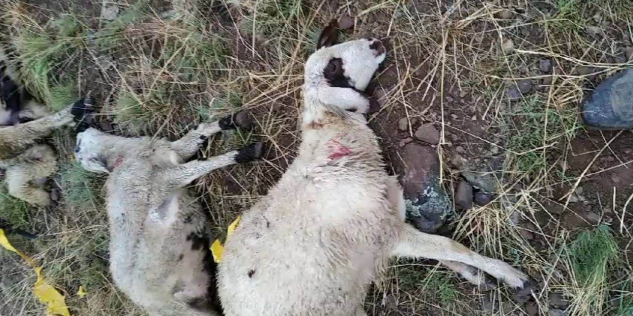 Ağrı’da Yıldırım Düşmesi Sonucu Bir Çoban Yaralandı, 30 Koyun Telef Oldu