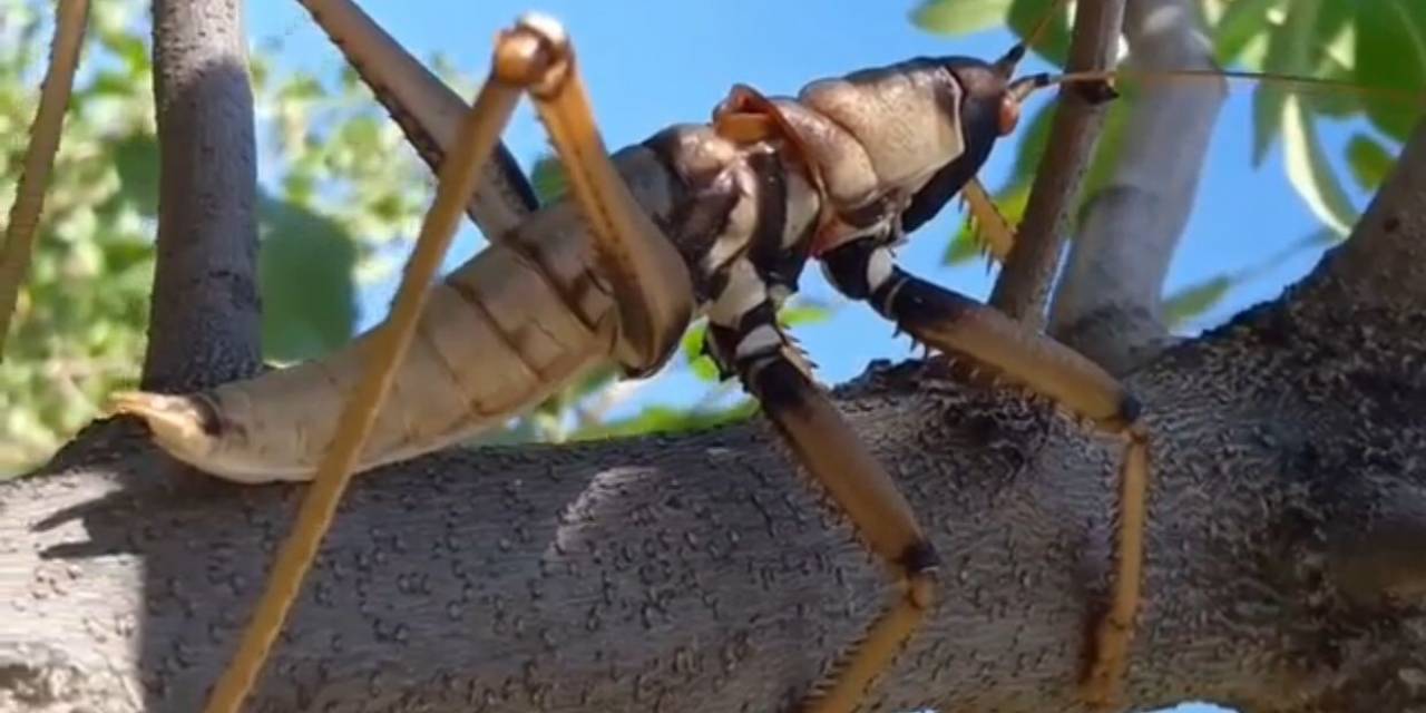 Siirt’te Devasa Etçil Çekirge Görüldü