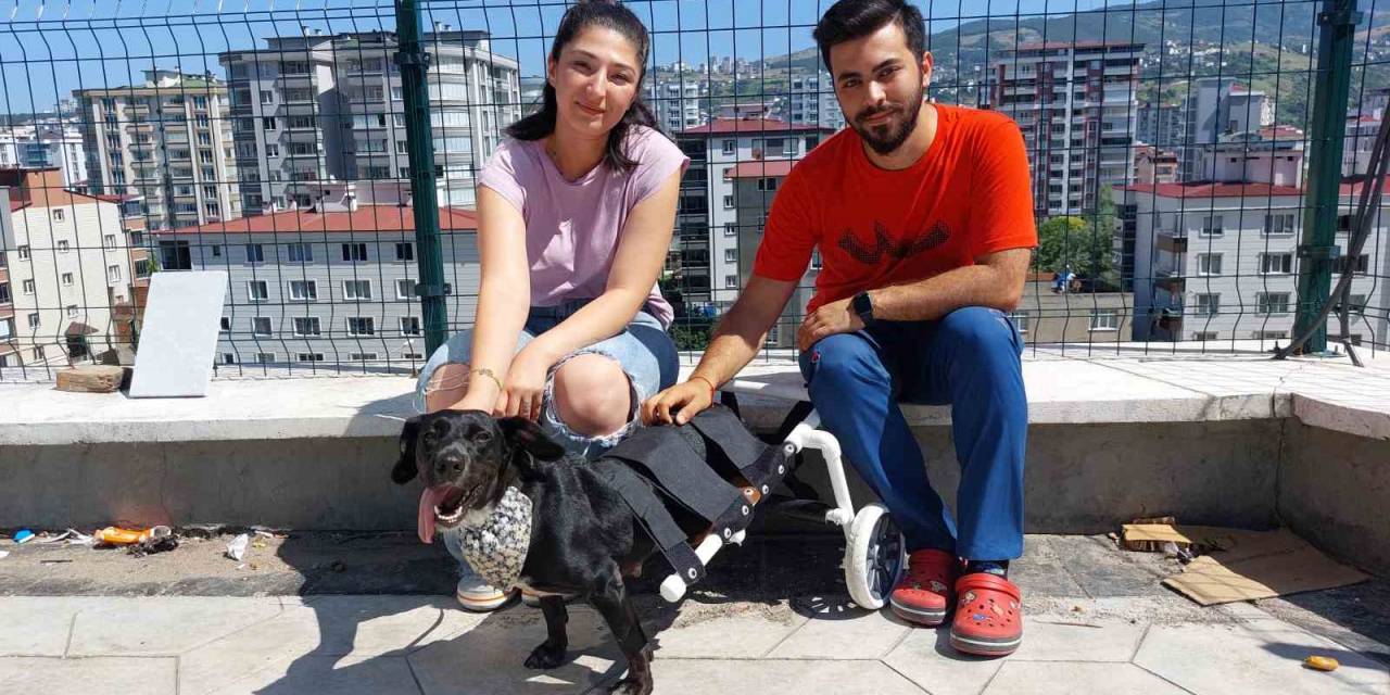 Kazada Felç Olan Köpeği Yürüteçle Yürüttüler