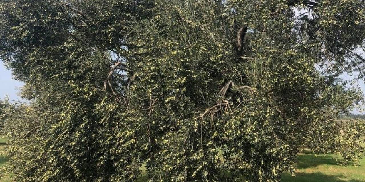 İklim Krizi Zeytin Hasadını Vurdu