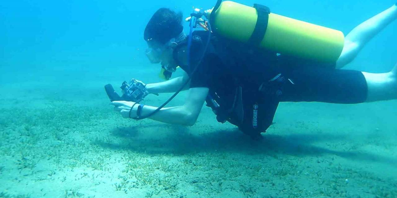 Doğu Akdeniz’i Göçmen Çayırı Sarmaya Başladı