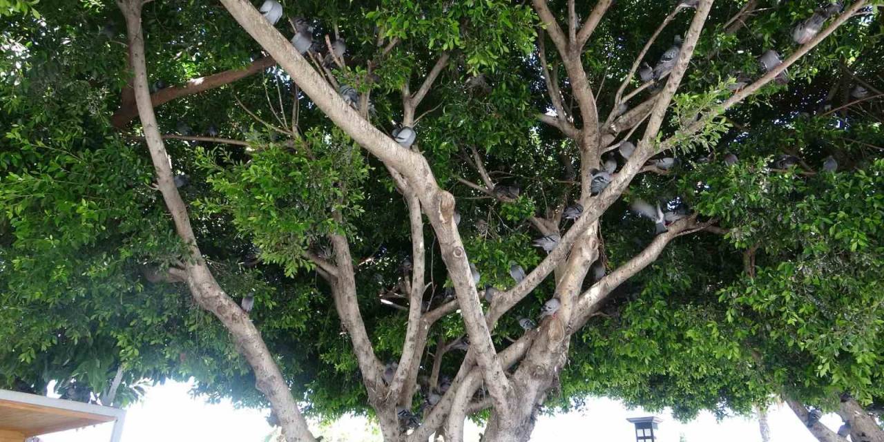 Sıcak Hava Ağaçları Kuşların Yuvası Yaptı