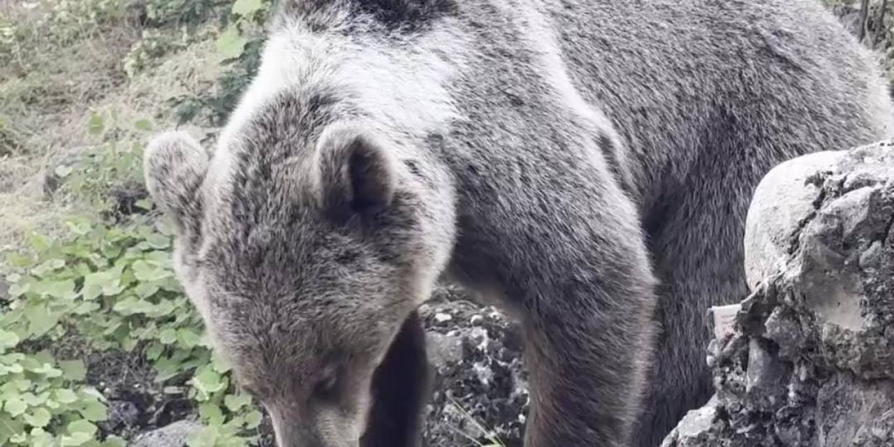 Kamp Alanına Gelen Ayıyı Vatandaşlar Besliyor