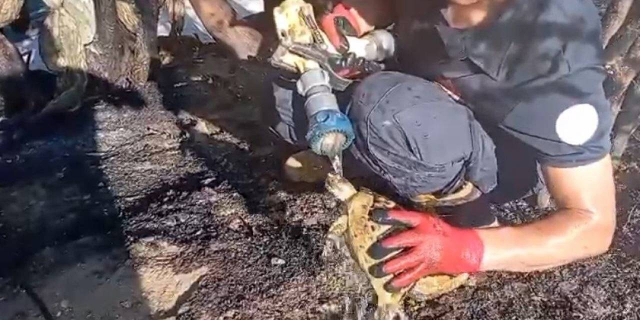 Alevlerin Arasından Yaşama Dönen Kaplumbağa, İtfaiye Erinin Sevinci Oldu