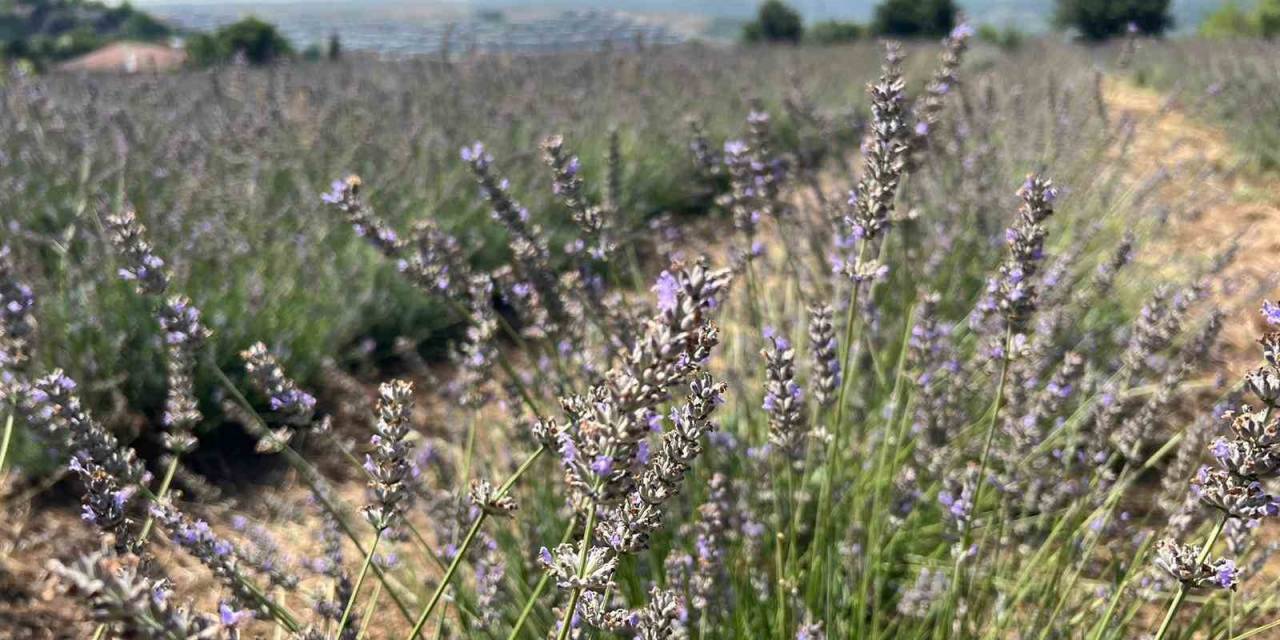 Beykoz’da Ekilen Lavanta Bahçesinin Turistlerin Yeni Mekânı Olması Bekleniyor