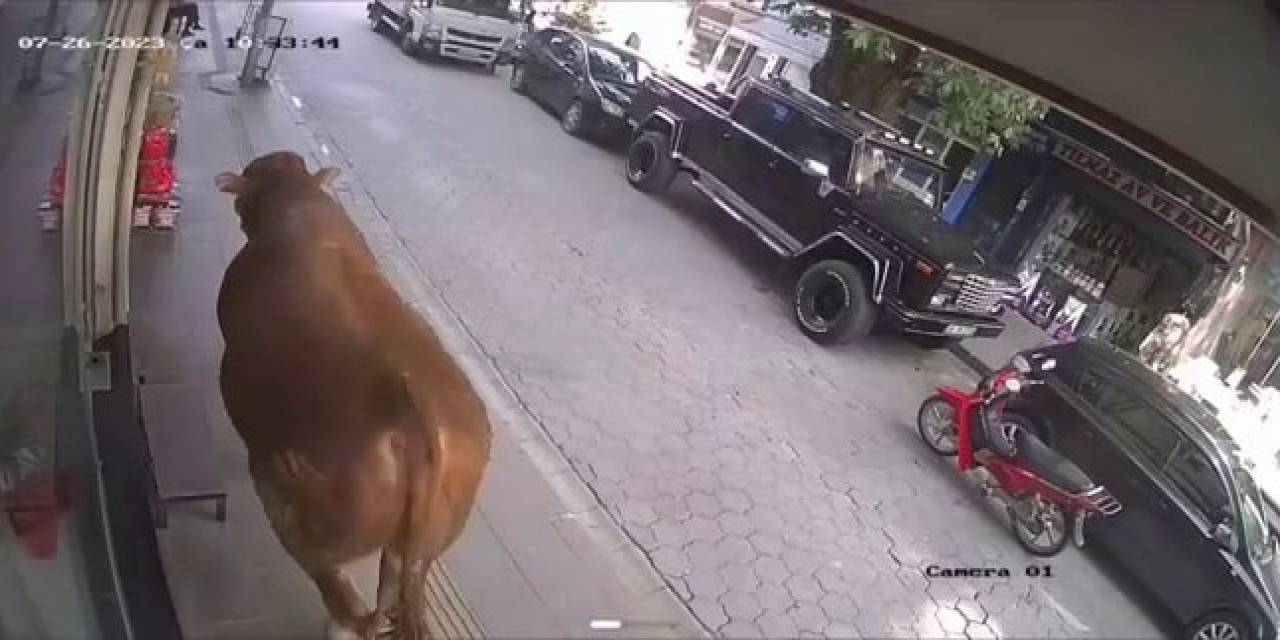 Sıcaktan Bunalan Tosun Klimalı Dükkana Girerek Serinledi