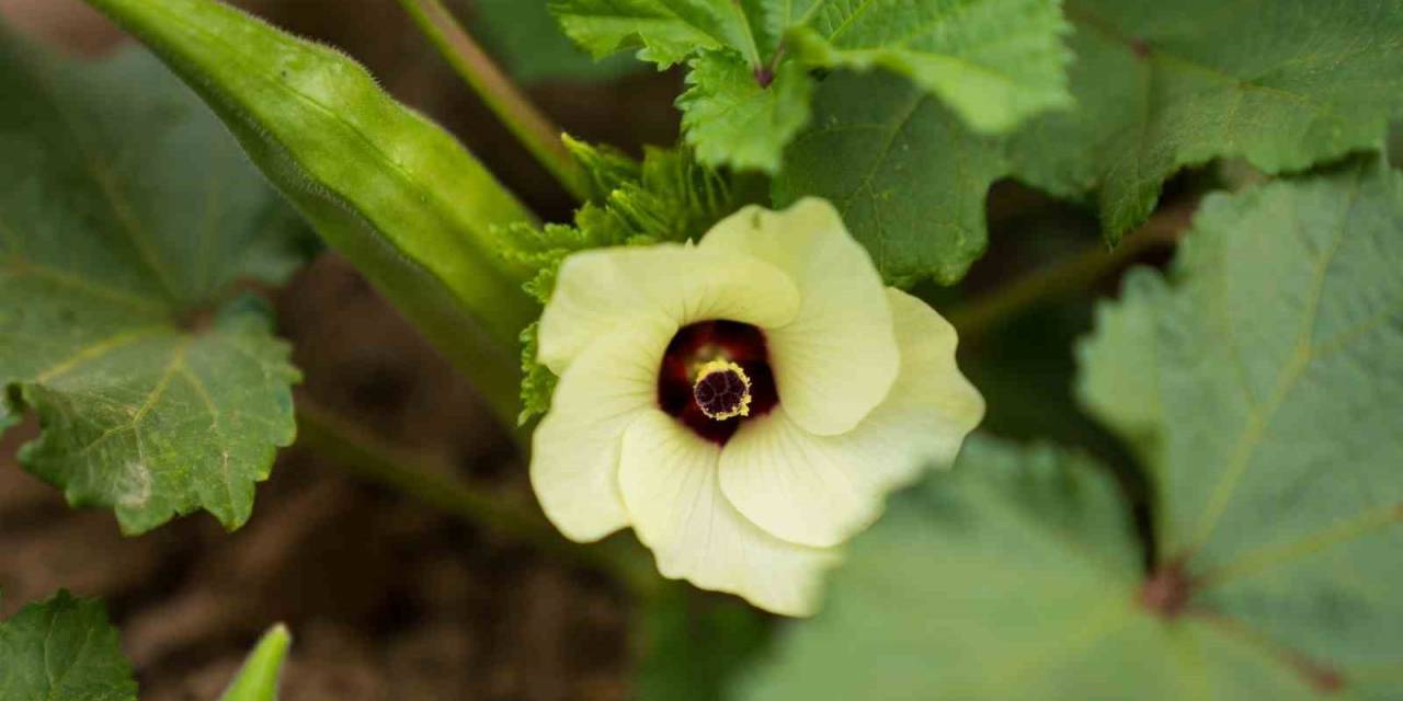 Susuz Bamya İzmir’e Yayılıyor