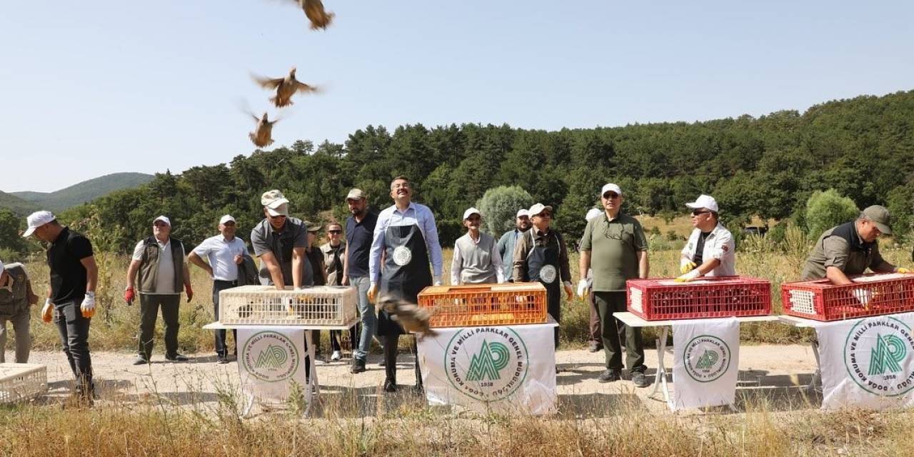 Kütahya Türkmen Dağı’na 200 Keklik Salındı