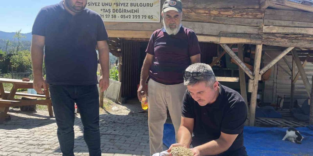 12 Bin Yıldır Genetiği Değişmeyen Siyez Mercek Altına Alındı