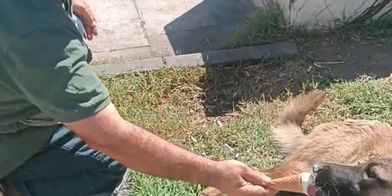 Sokak Köpeği İkram Edilen Dondurmayı Geri Çevirmedi