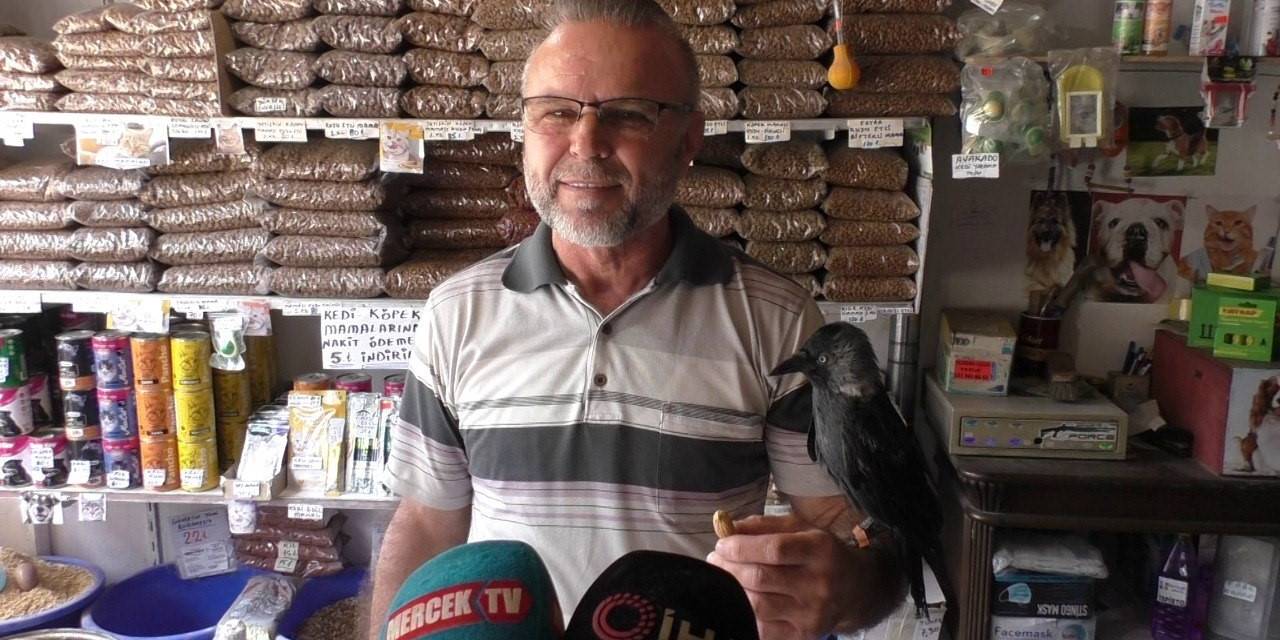 Tedavi Ettiği Karga 5 Yıldır Yanından Bir An Olsun Ayrılmıyor