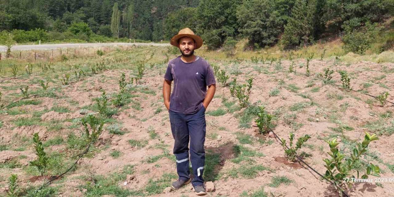 Ziraat Mühendisi 7 Dekar Tarlayı Kendi İmkanlarıyla Aronya Bahçesine Çevirdi