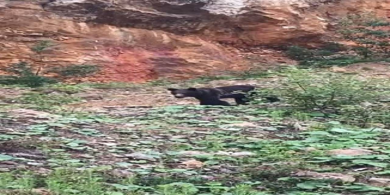 Yiyecek Verdiği Ayı Korkup Kaçınca “gel Ula Gel” Diye Çağırdı