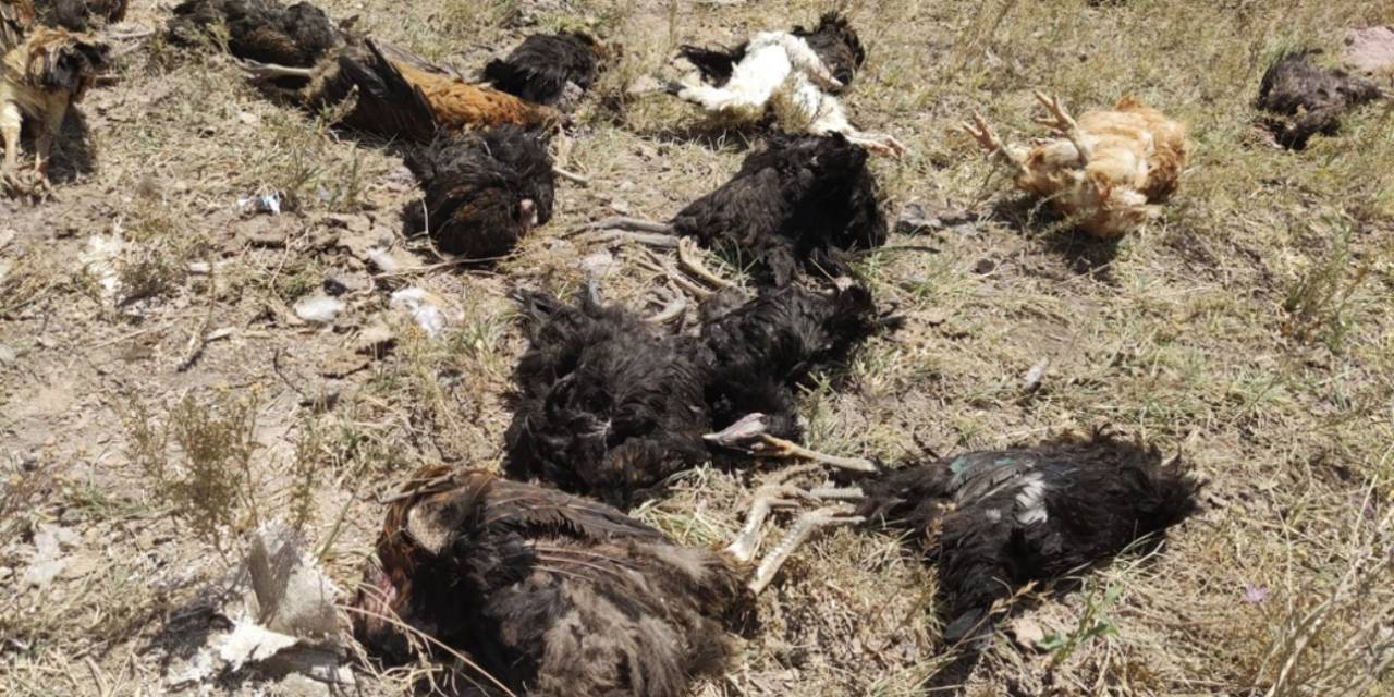 Yüksekova’da Başıboş Köpekler 50 Tavuğu Telef Etti