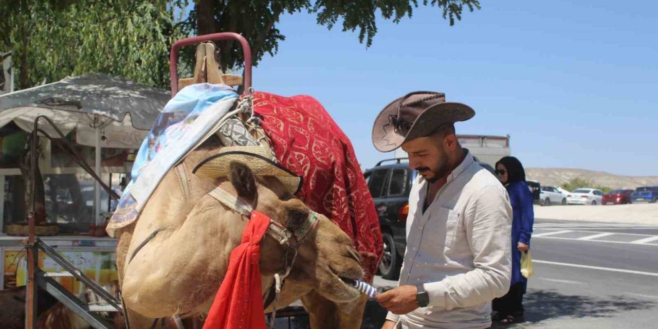 Kapadokya’da Sıcaktan Bunalan Develer Dondurma İle Serinliyor