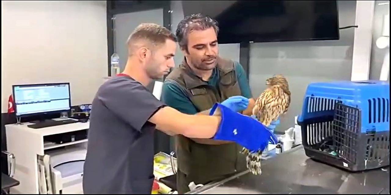Kazdağı’nda Bulunan Yaralı Çakır Kuşu Tedavi Altına Alındı
