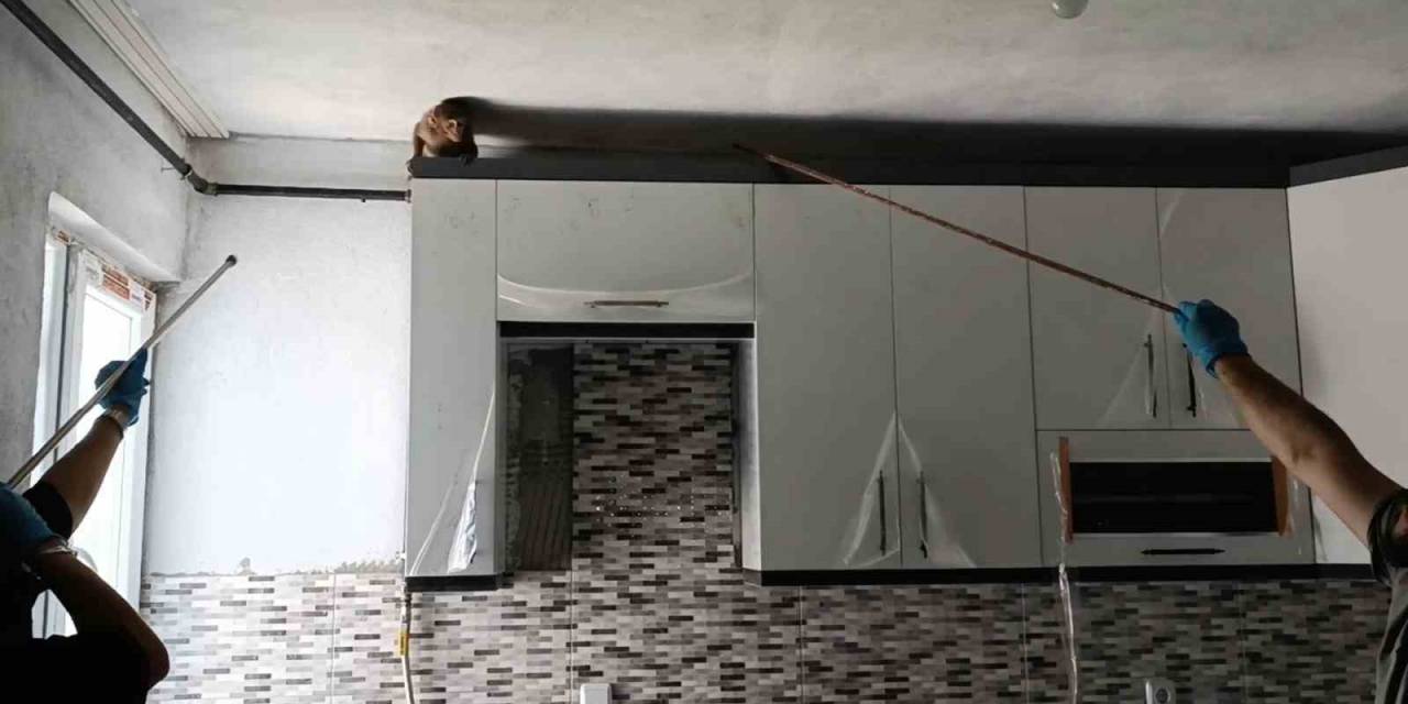 Evin Mutfağındaki Maymun Böyle Yakalandı