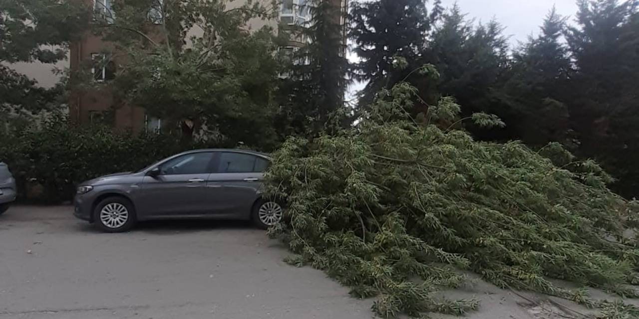 Fırtınada Devrilen Ağaç Otomobilin Üzerine Düştü