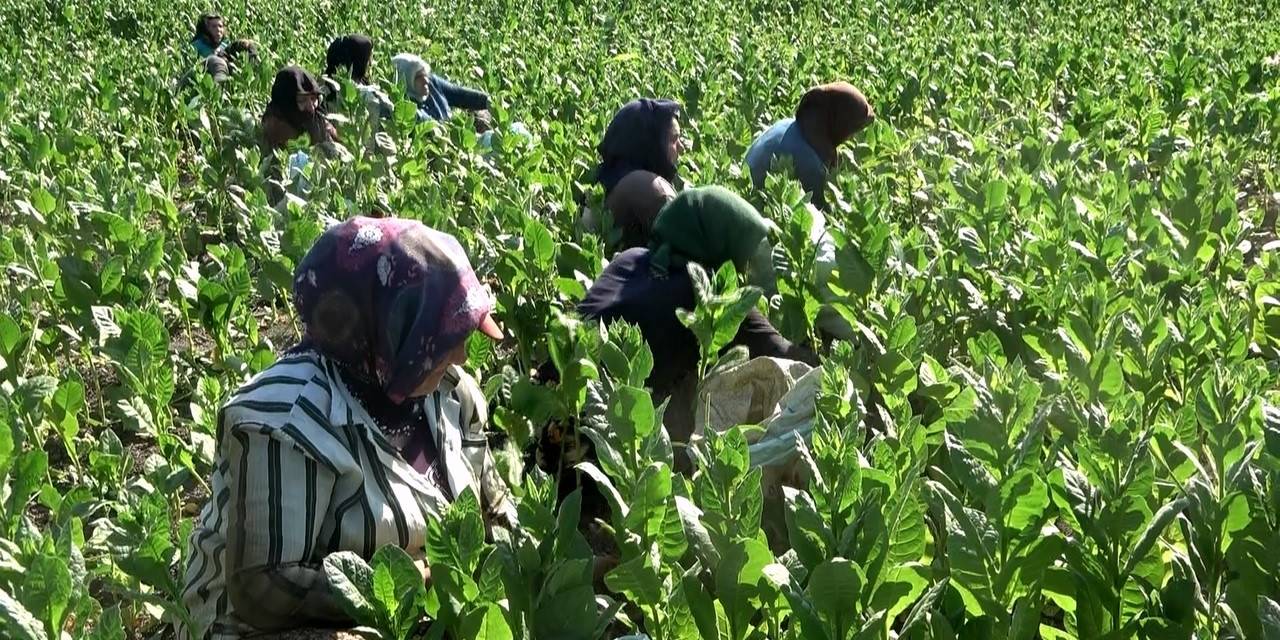 Tütün Hasadı Başladı